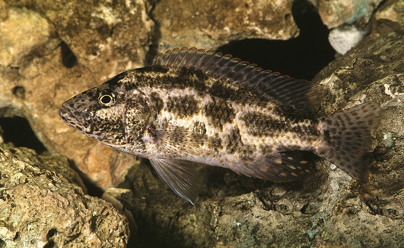 Nimbochromis polystigma